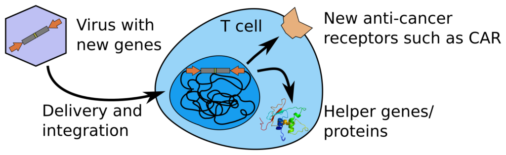 Diagram of a T cell modified with new genes to express anti-cancer CAR receptors