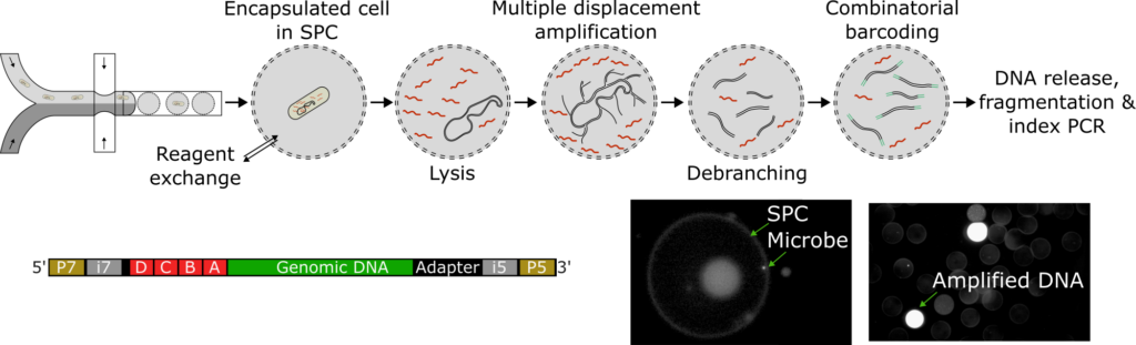 Applying single-cell whole-genome sequencing to microbial communities
